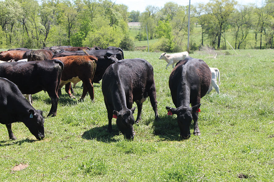 Cattle genetics